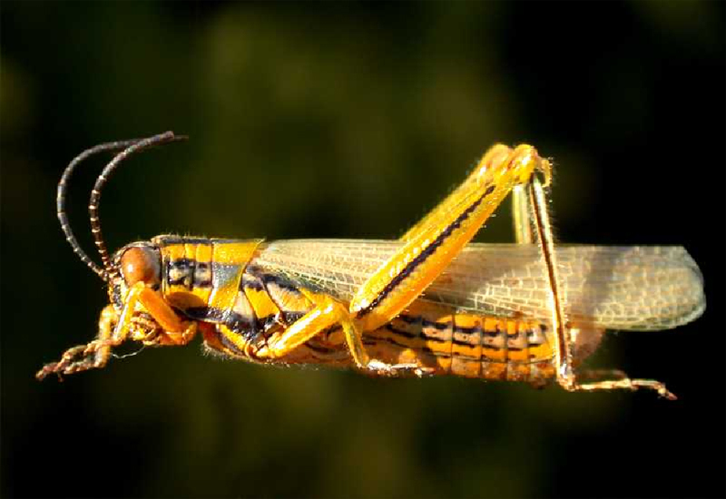 Gurneyacris nigrofasciata Liebermann, 1958: male, lateral view. (Otu).