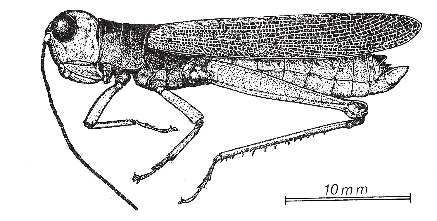 Limacridium viridis Carbonell & Campos-Seabra, 1988: Fig. 21. male, habitus. (Otu).