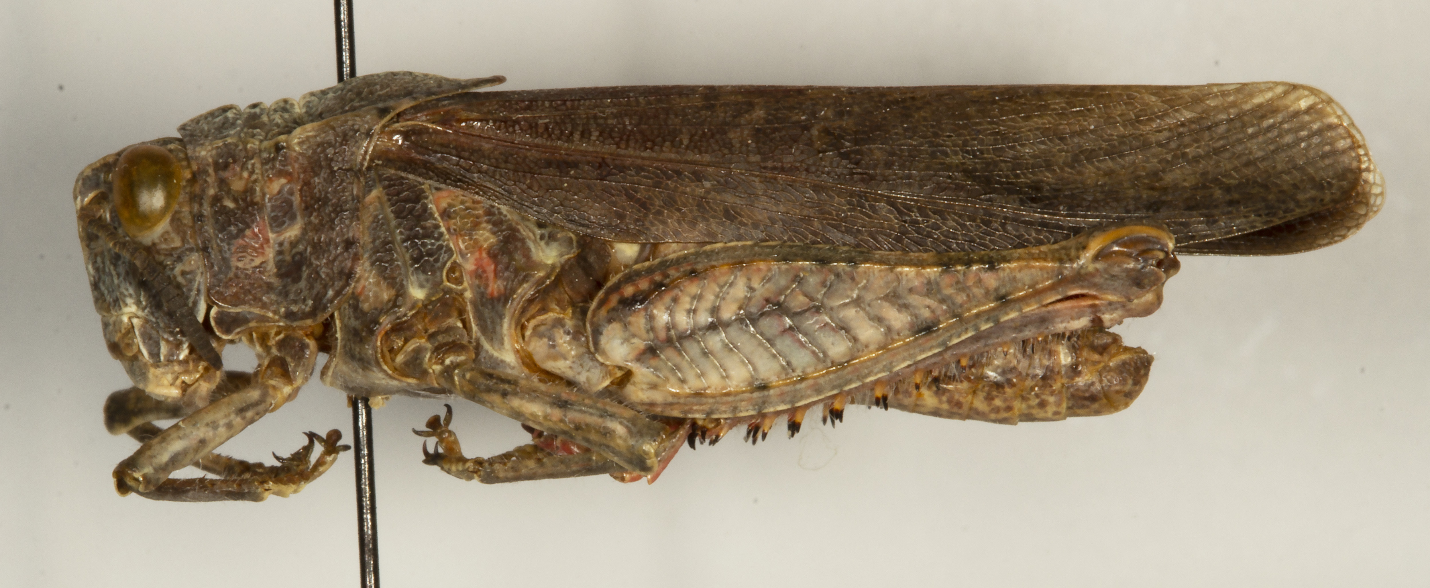 CollectionObject 1527170; 51ba37e1-f9bc-4a18-8048-488f895a2ad8: male, lateral view (holotype). (CollectionObject).