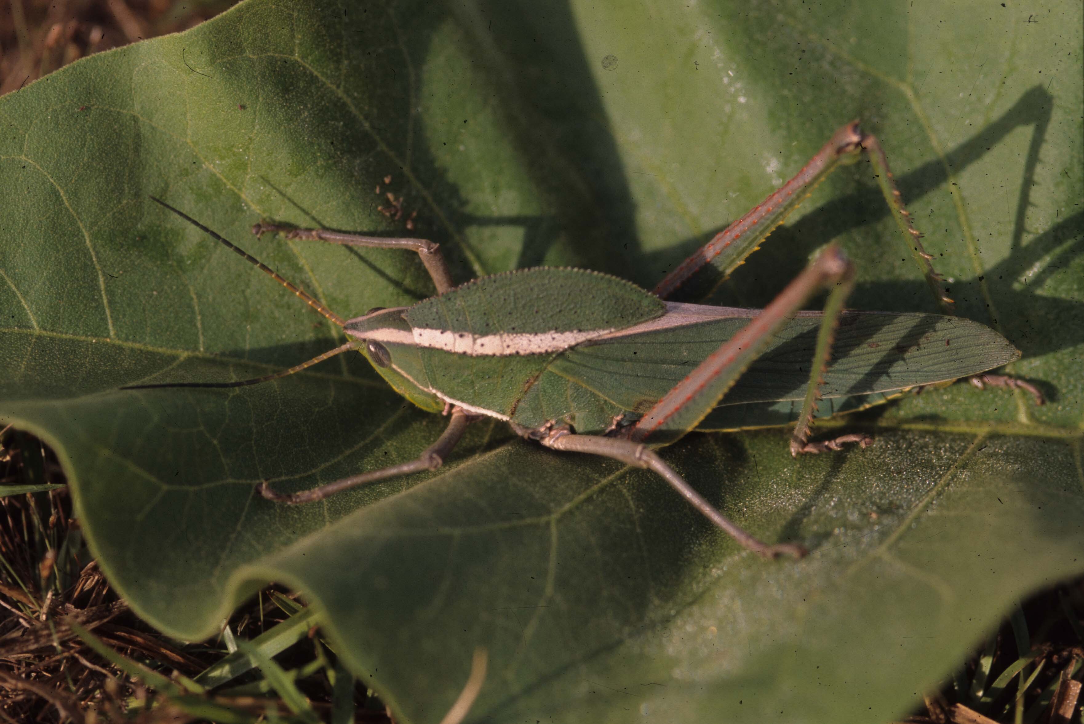 Prionolopha serrata (Linnaeus, 1758): individual from Brazil, Pantanal. (Otu).
