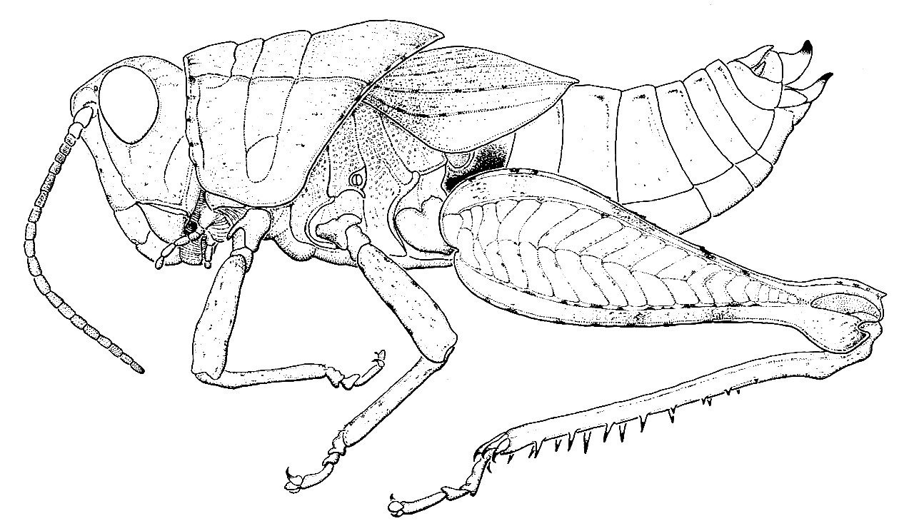 Radacridium nordestinum Carbonell, 1984: Fig. 10. female habitus. (Otu).