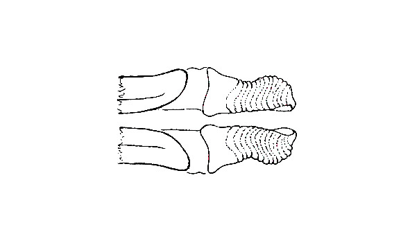 Radacridium mariajoseae Carbonell, 1996: Fig. 3D. apical valves of endophallus, dorsal view. (Otu).