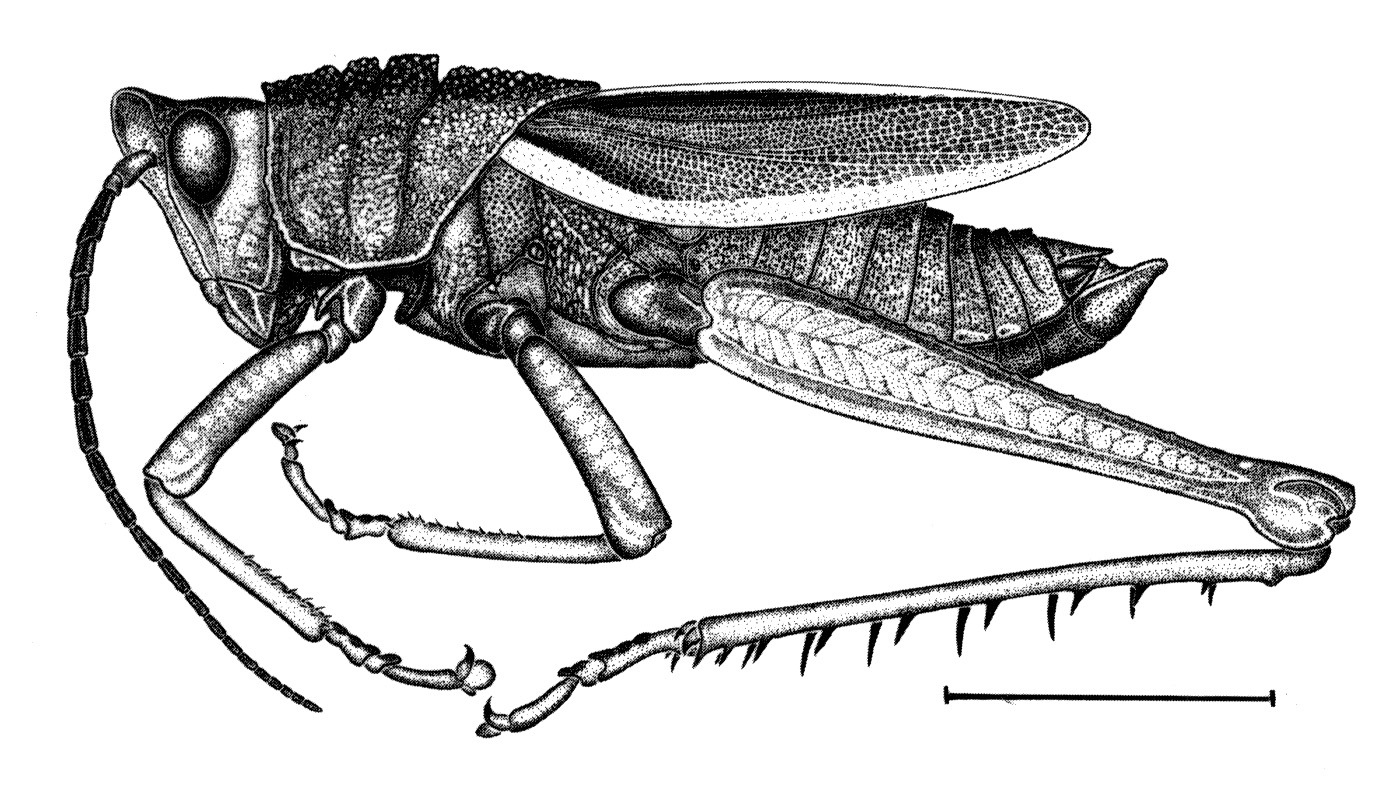 Staleochlora fruhstorferi (Bolívar, 1890): Fig. 29. male habitus. (Otu).