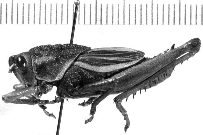 CollectionObject 1523916; 54e9d514-a630-4860-a179-46bb0912199a: male, lateral view (holotype). (CollectionObject).