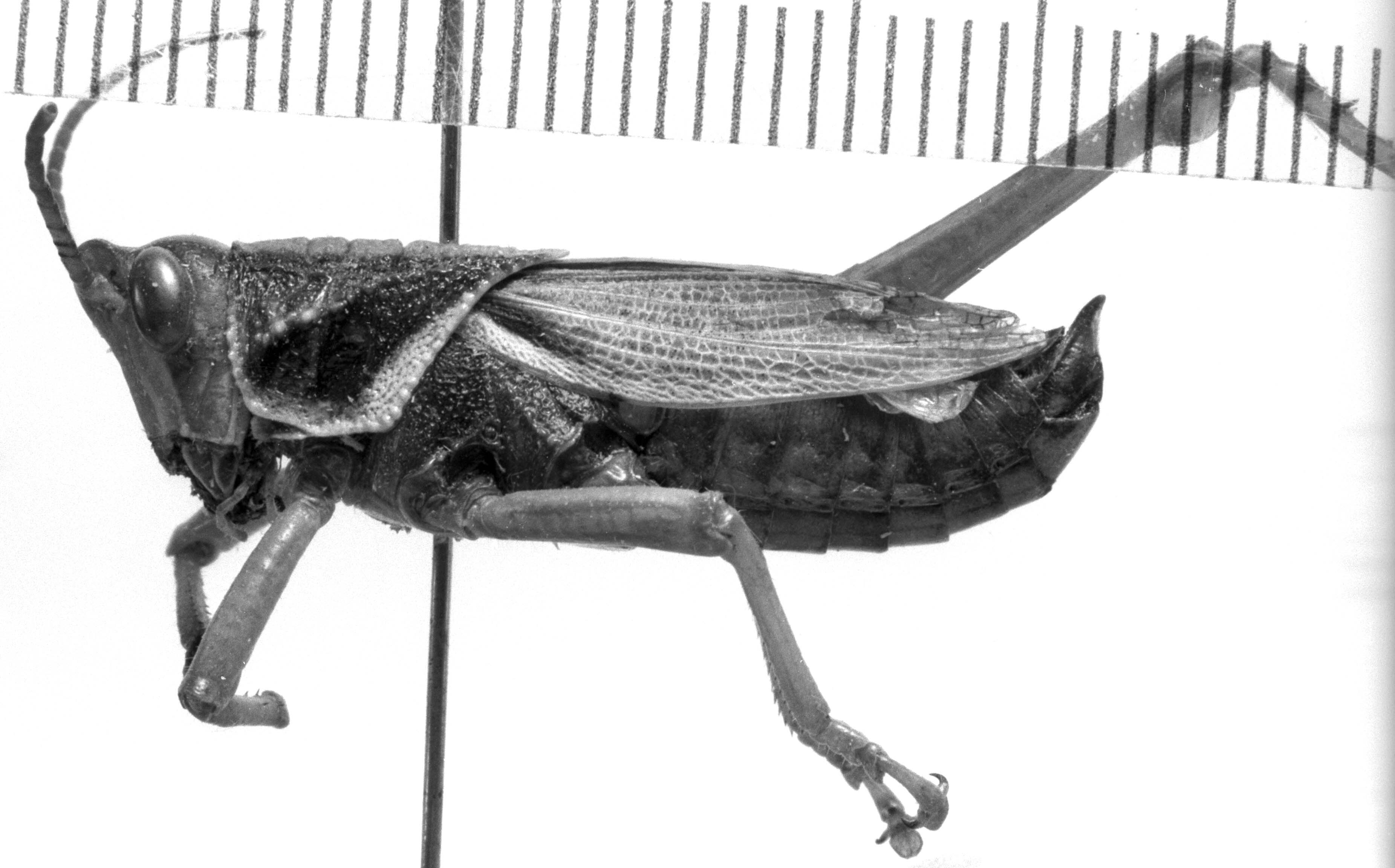 CollectionObject 1533407; c9faaed0-98a6-4414-84d3-e0a6a3ebae5c, USNM 12086: Image Carbonell, C.S. male, lateral view (holotype). (CollectionObject).