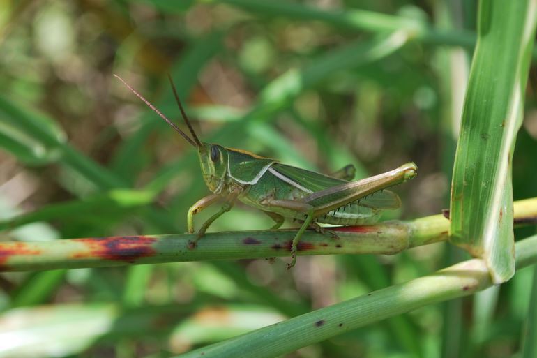 Staleochlora viridicata viridicata (Serville, 1838): male. (Otu).
