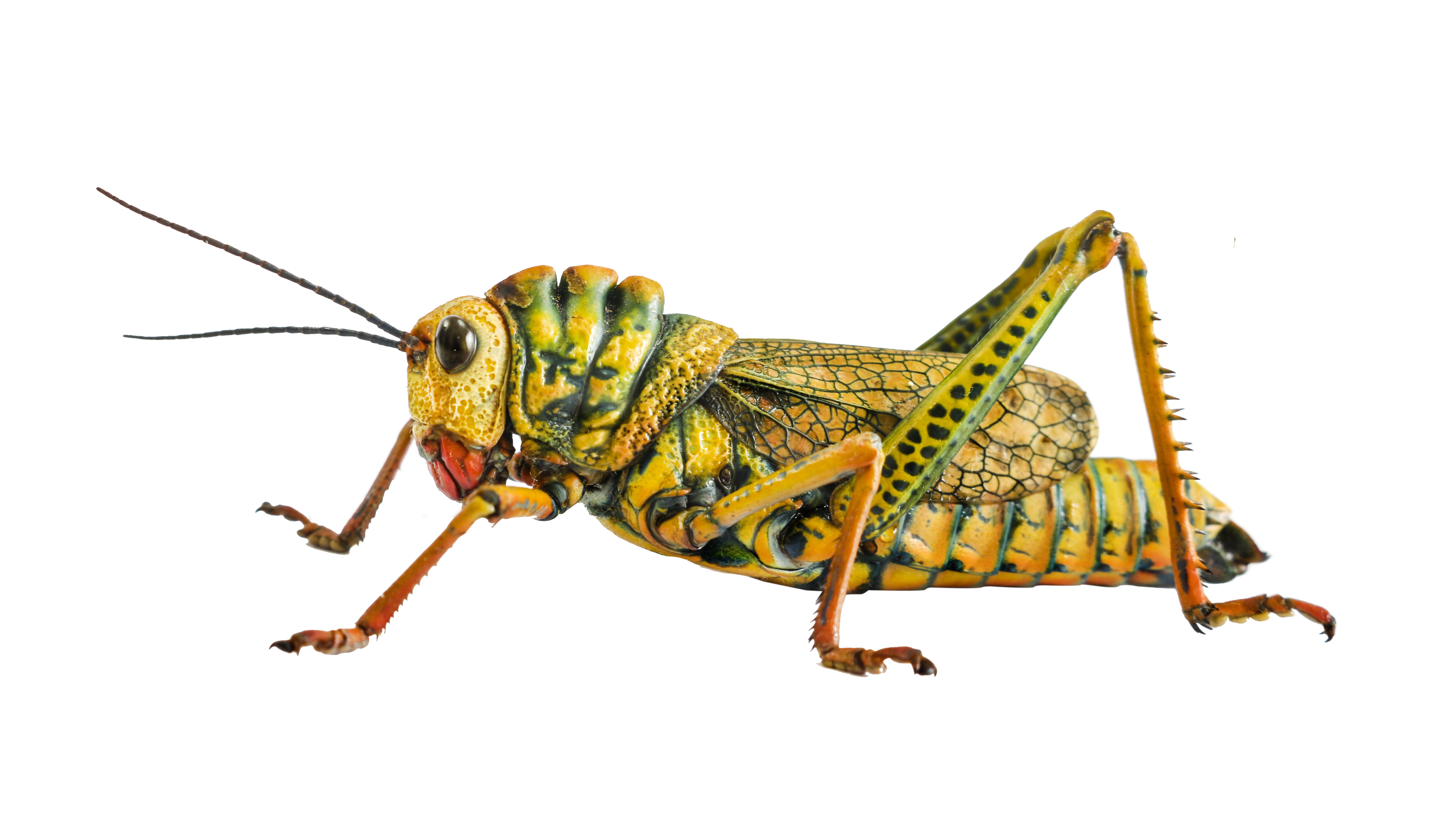 Thrasyderes leprosus Bolívar, 1881: Ecuador, Guayas, Cerro Totoral. (Otu).