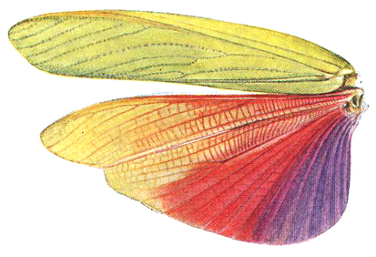 Titanacris gloriosa (Hebard, 1924): Pl. VIII, Fig. 1 (after type). female left wings (tegmen length 106.4 mm). (Otu).
