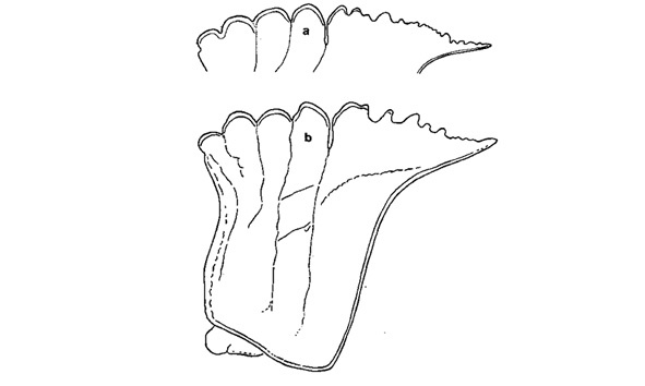 Titanacris humboldtii (Scudder, 1869): Fig. 30. male pronotum, lateral view. (Otu).