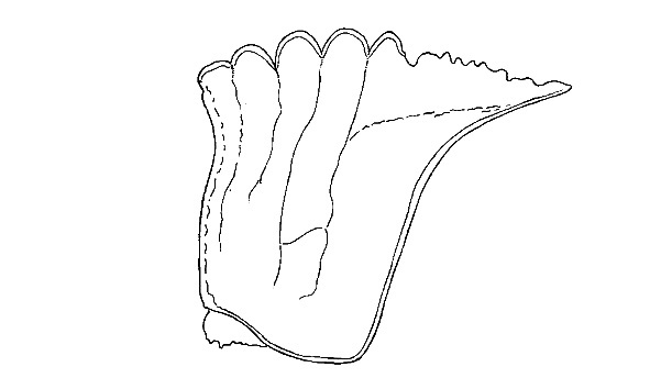 Titanacris velazquezii (Nieto, 1857): Fig. 29 (specimen from Guatemala, Peten, Tikal). male pronotum, lateral view. (Otu).