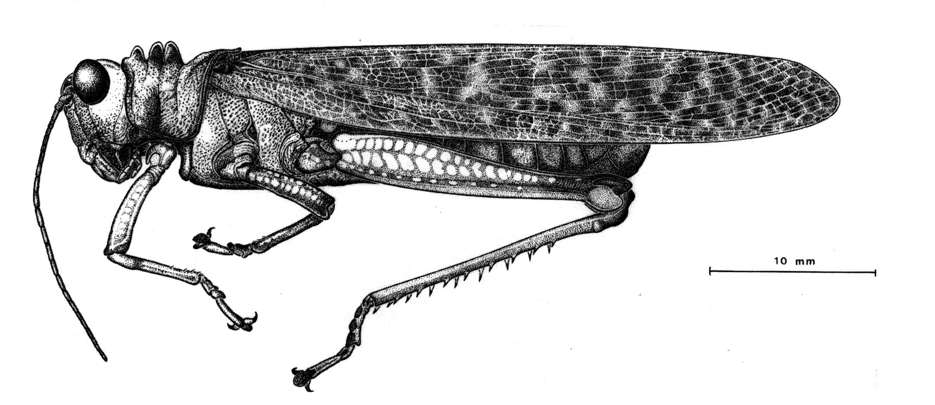 Tropidacris descampsi Carbonell, 1986: Fig. 10. male habitus. (Otu).