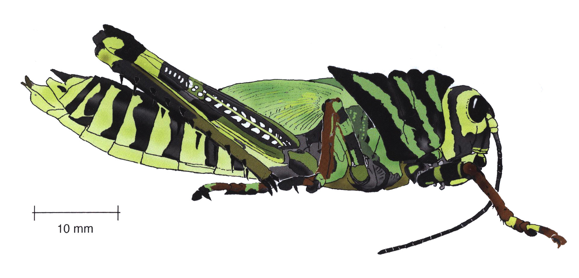 Tropidacris cristata cristata (Linnaeus, 1758): female, lateral view. (Otu).