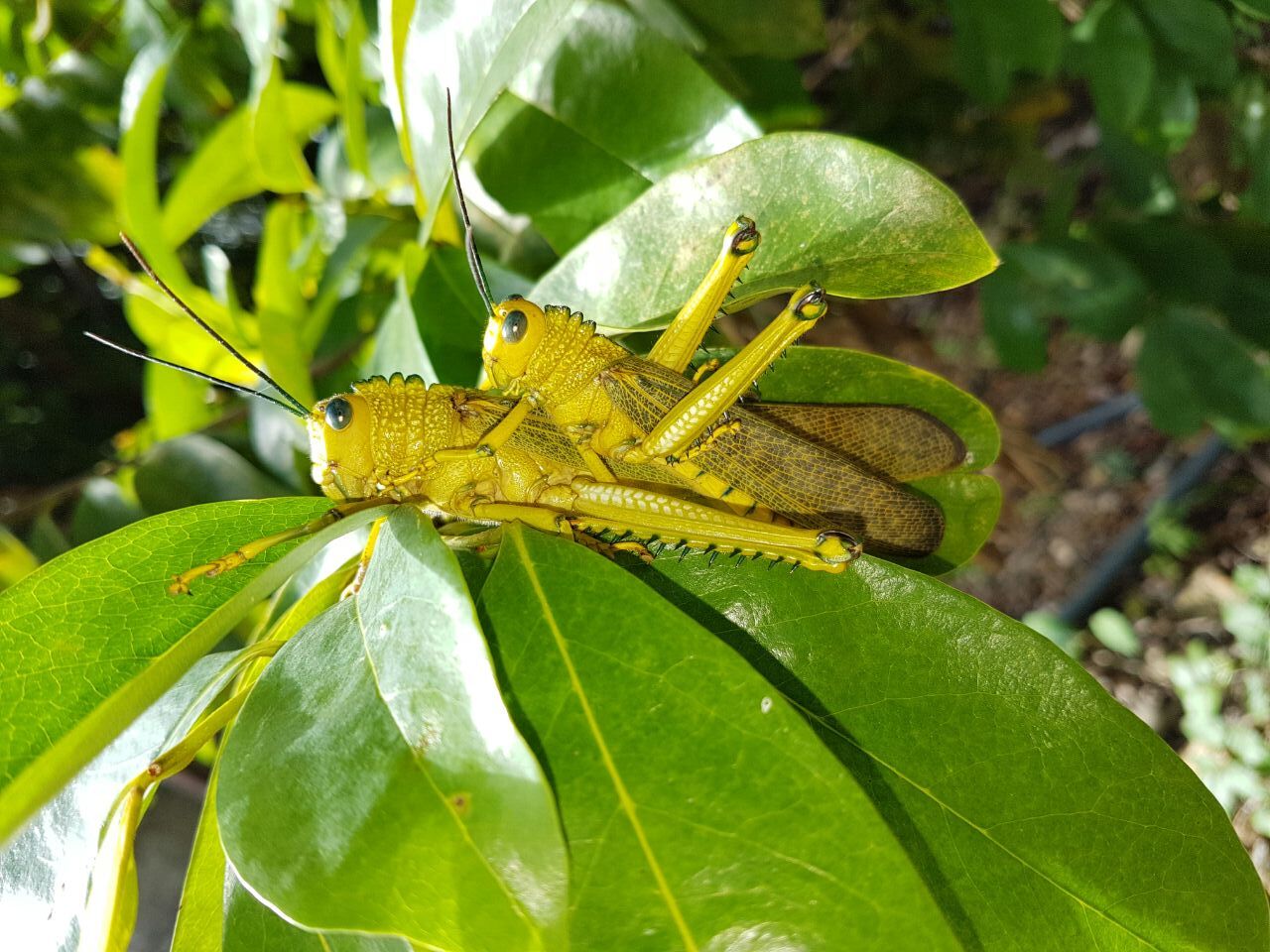 Tropidacris cristata dux (Drury, 1773): couple. (Otu).