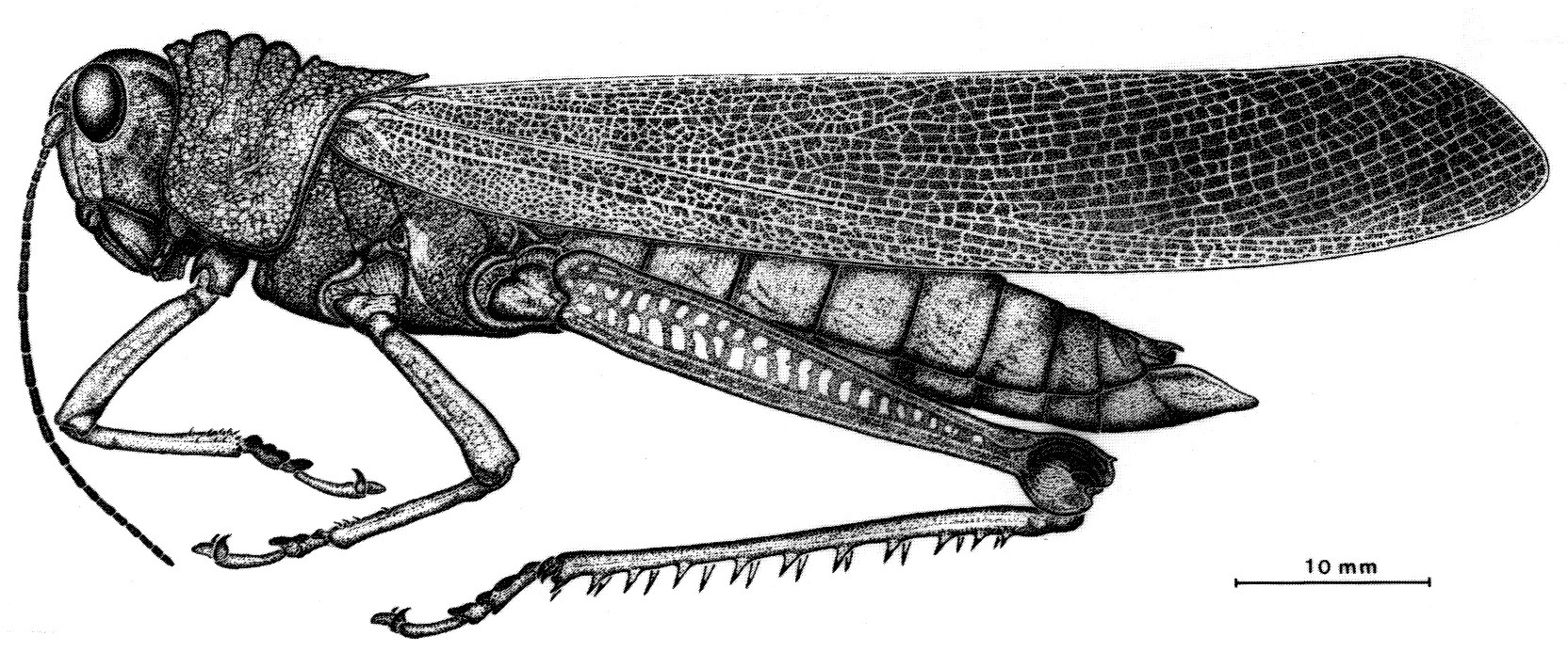 Tropidacris cristata grandis (Thunberg, 1824): Fig. 7. male habitus. (Otu).