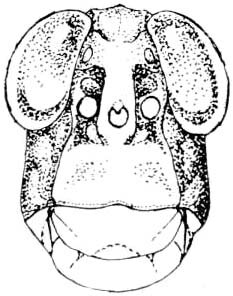 Tytthotyle maculata (Bruner, 1889): Fig. 359. male, head, facial view. (Otu).
