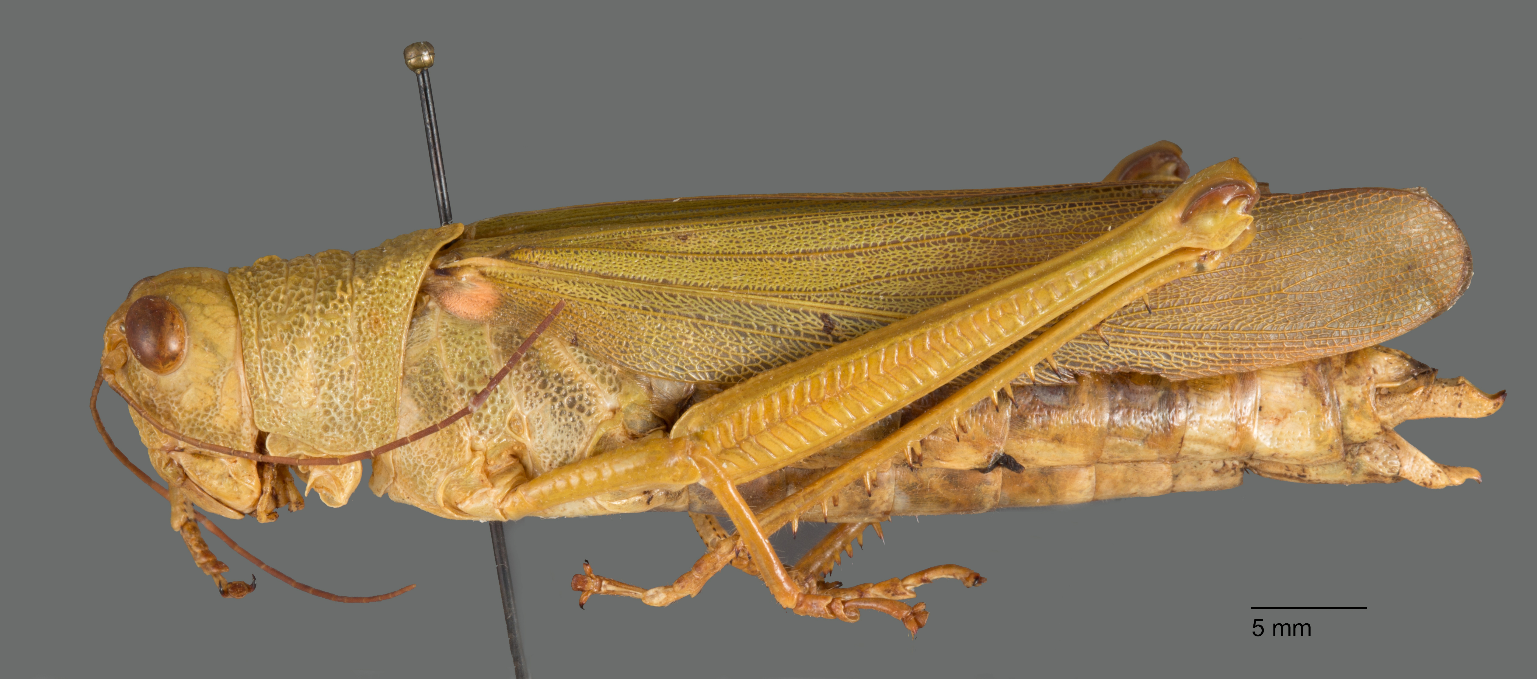 CollectionObject 1523925; 8822f8d4-b242-4902-9cce-eb1b268b6cec: female, lateral view (holotype). (CollectionObject).