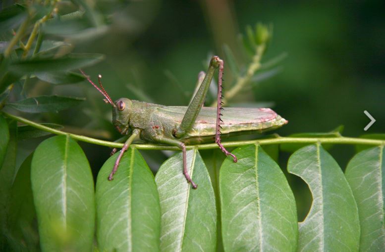 Zoniopoda iheringi Pictet & Saussure, 1887: female. (Otu).