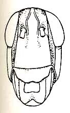 Quitus insolens Hebard, 1924: Pl. VII, Fig. 15 (slightly compressed & distorted). male face. (Otu).