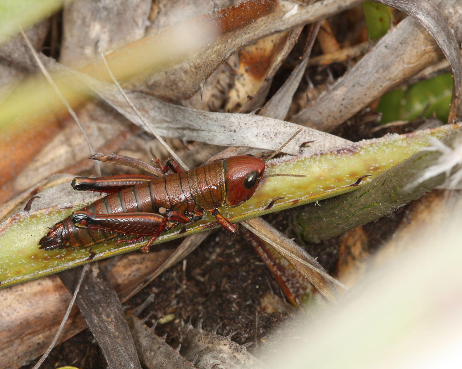 CollectionObject 1496843; f1bc7717-8d2b-4764-a90e-bb8e1b86f0bf: female, dorso-lateral view. (CollectionObject).