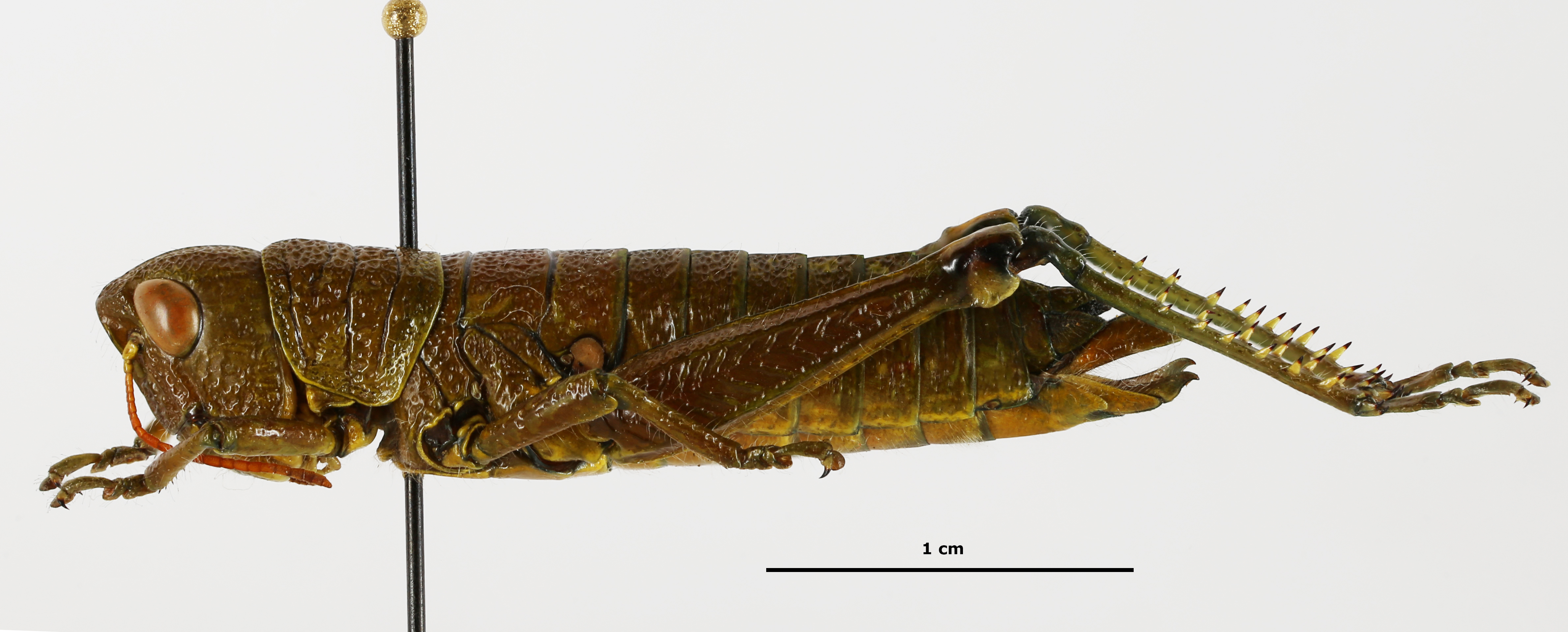 CollectionObject 1588741; a5bc0ed0-391e-4007-95c2-e999ebe1005a: female, lateral view. (CollectionObject).