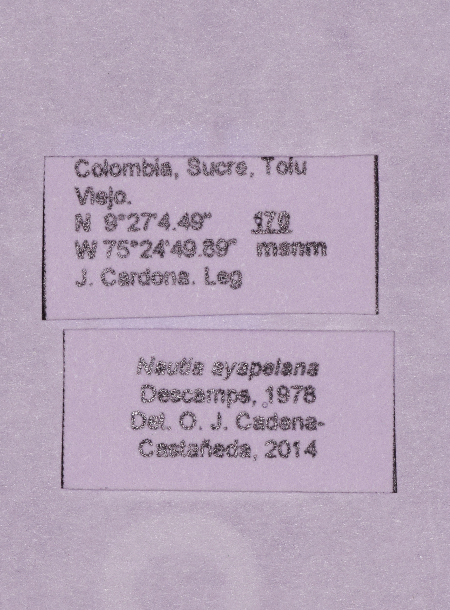 CollectionObject 1590329; 00184bed-eaf8-401f-9c5a-c922ec180186: labels (not a type). (CollectionObject).