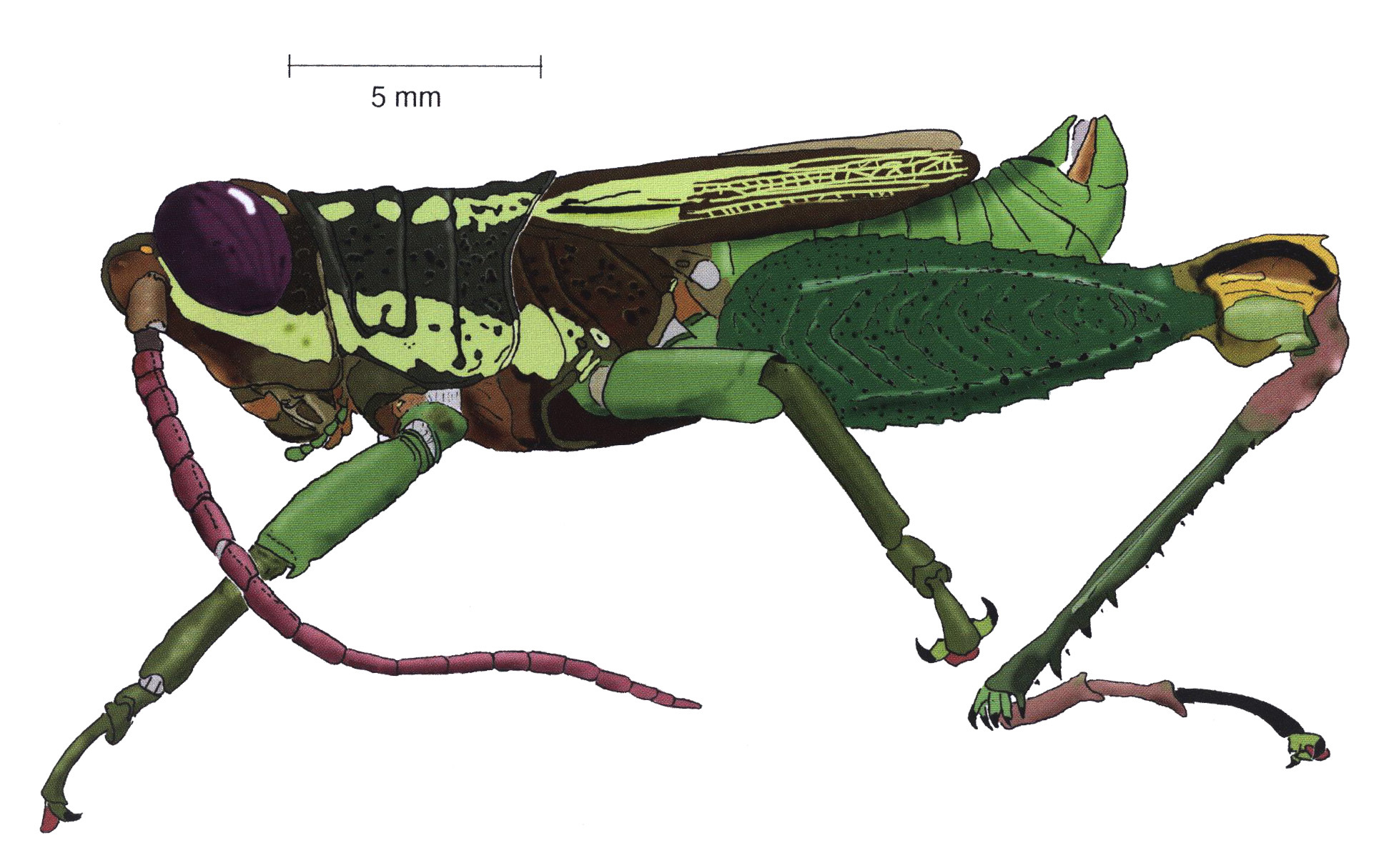 Nautia conspersipes Bruner, 1907: male, lateral view. (Otu).