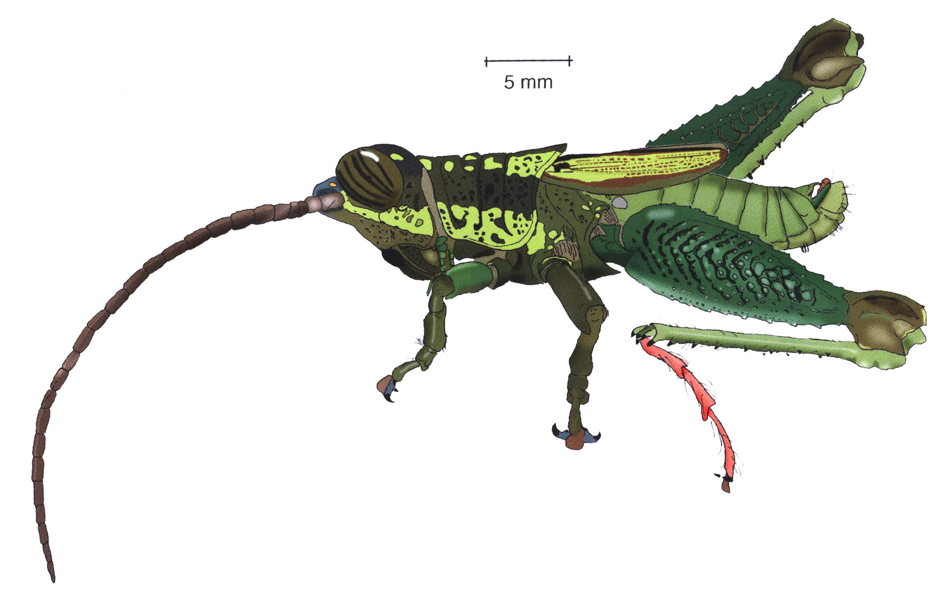 Nautia costaricensis Descamps, 1978: male, lateral view. (Otu).