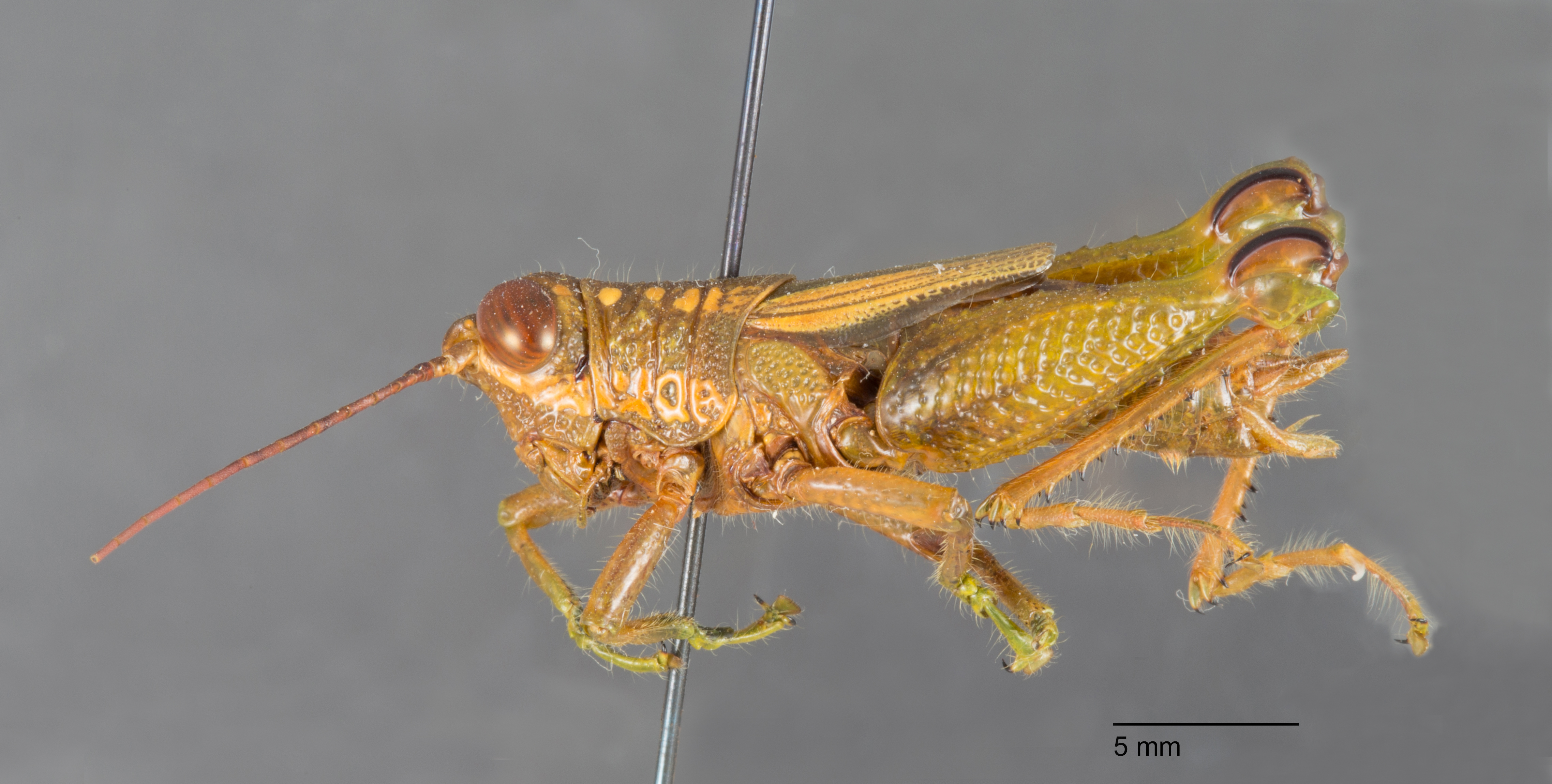 CollectionObject 1523847; 184f5a1a-2a15-4ec1-9471-f6dc34717710: female, lateral view (holotype). (CollectionObject).
