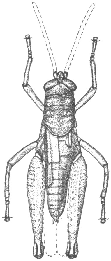 Nautia flavosignata Stål, 1878: Fig. 19 (after type of Oedalometopon petasatum). female, dorsal view. (Otu).