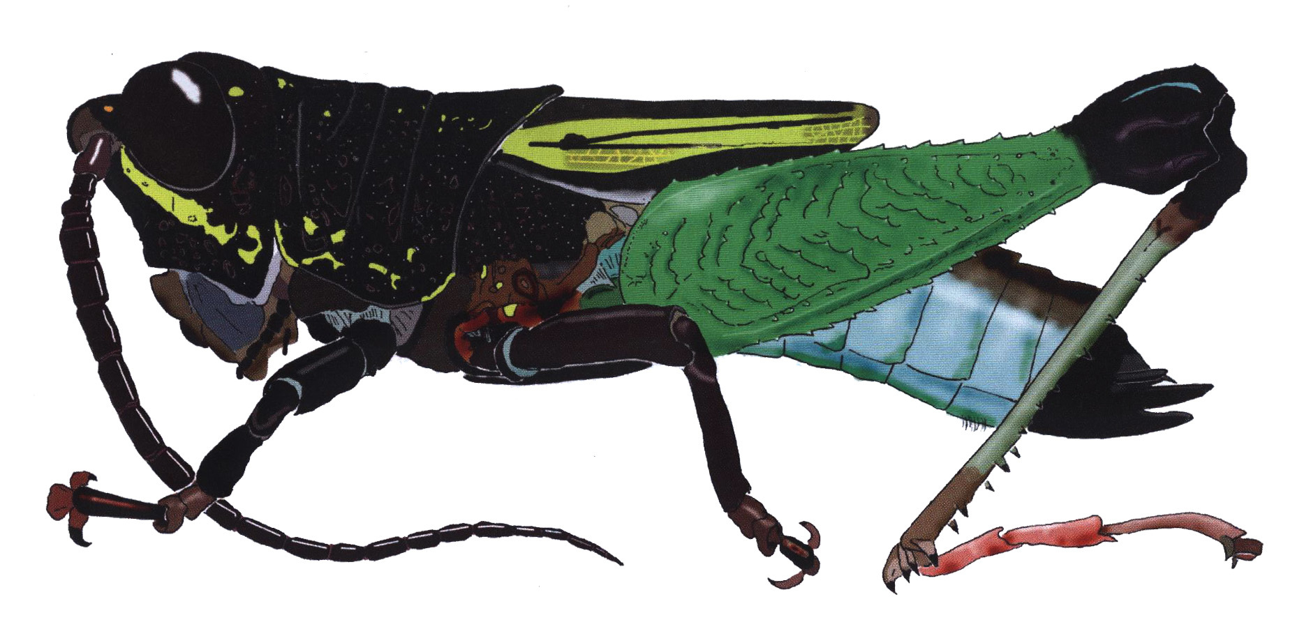 Nautia atrata Rowell, 2012: female, lateral view. (Otu).