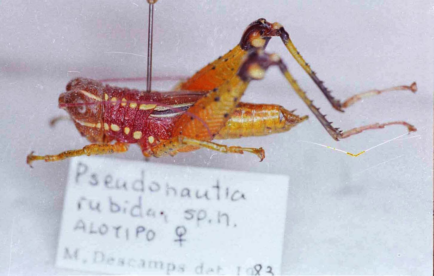 Pseudonautia rubida Descamps, 1983: Image Carbonell, C.S. female, dorso-lateral view (allotype). (Otu).