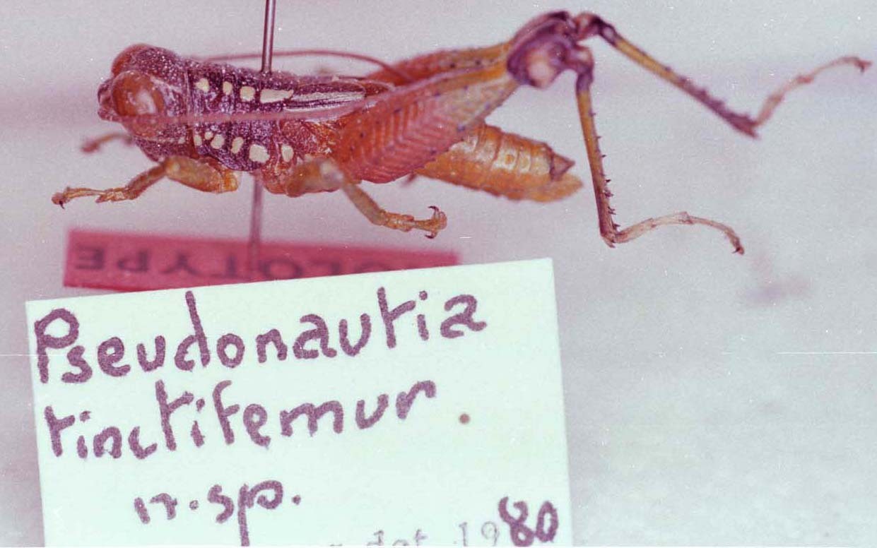 CollectionObject 1527316; dcc02d7e-b567-49d7-8380-610d67b7e786: Image Carbonell, C.S. male, lateral view (holotype). (CollectionObject).