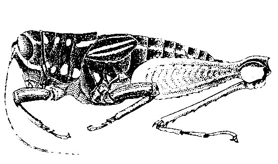 Pseudonautia valida (Hebard, 1923): Pl. 10, Fig. 7 (after type). female habitus (body length 21.4-22 mm). (Otu).