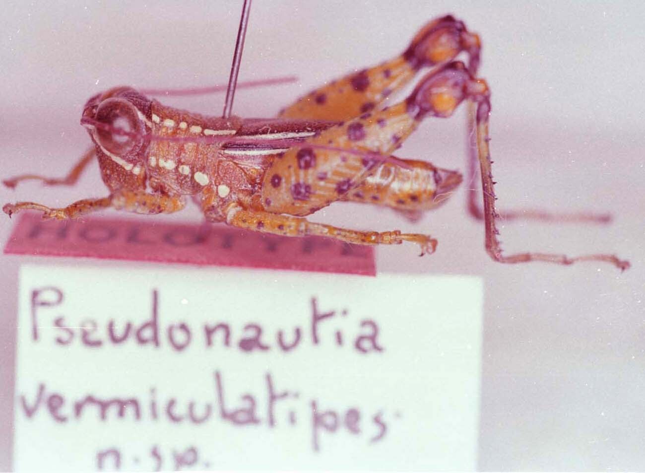 CollectionObject 1527317; 2bca6f39-1563-4c27-ad60-07b0cb6fb982: Image Carbonell, C.S. male, lateral view (holotype). (CollectionObject).