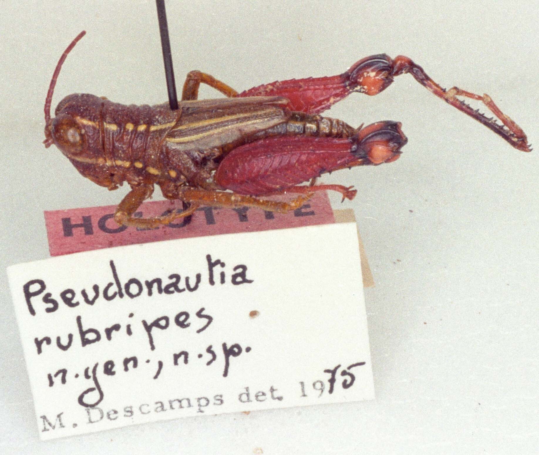 CollectionObject 1523854; 660e7634-4365-4d7f-8960-bc5bdc6ec9a1: female, lateral view (holotype of Pseudonautia rubripes). (CollectionObject).