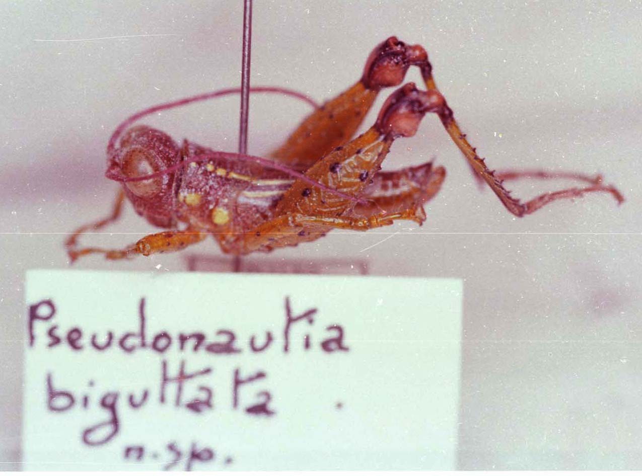 CollectionObject 1527318; d1791e20-da8e-45f8-8f49-647f117c855a: Image Carbonell, C.S. male, lateral view (holotype). (CollectionObject).