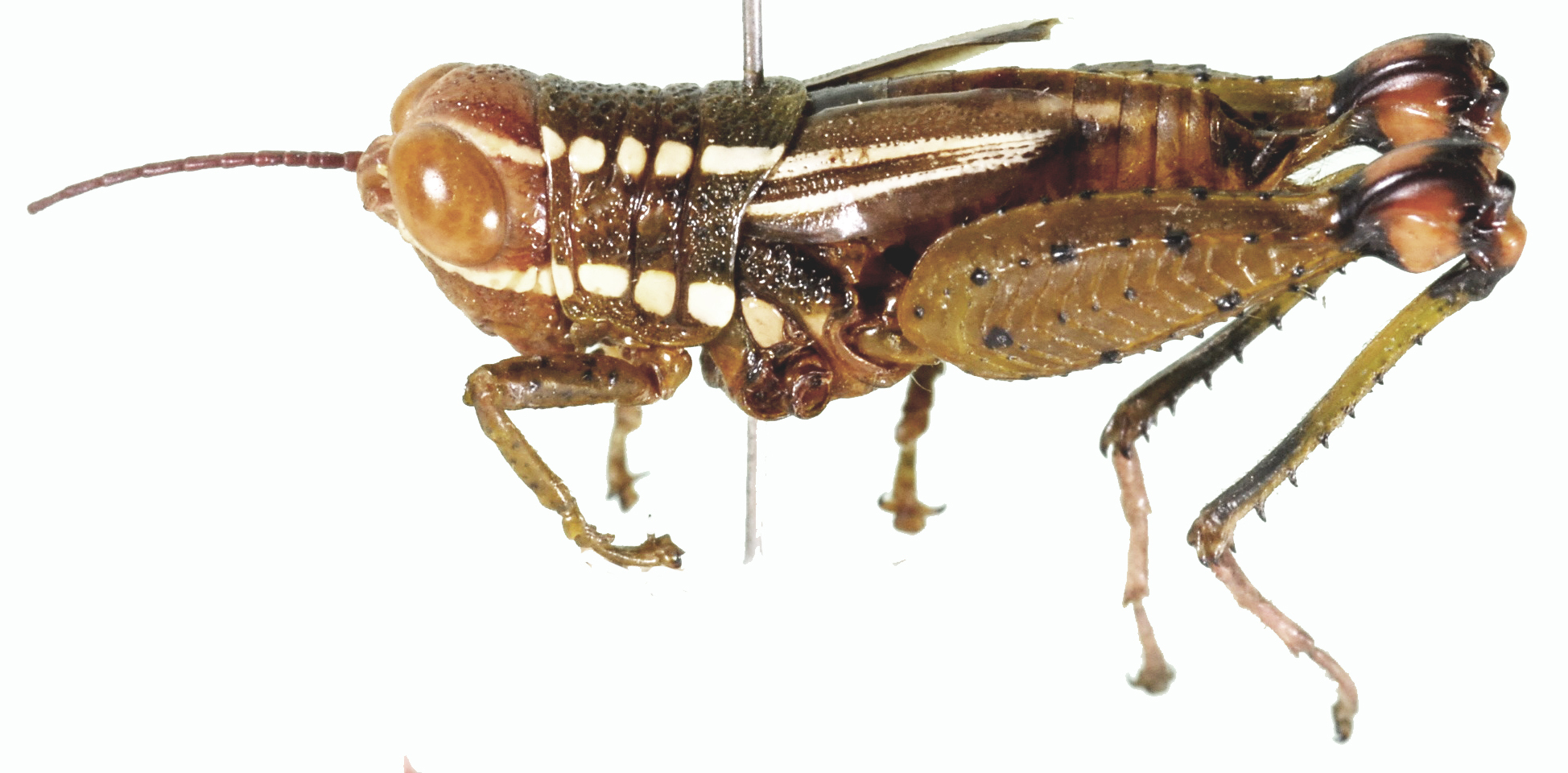 CollectionObject 1530114; 80ebf079-5ae6-420b-ae11-6211caa17416: female, lateral view (holotype). (CollectionObject).