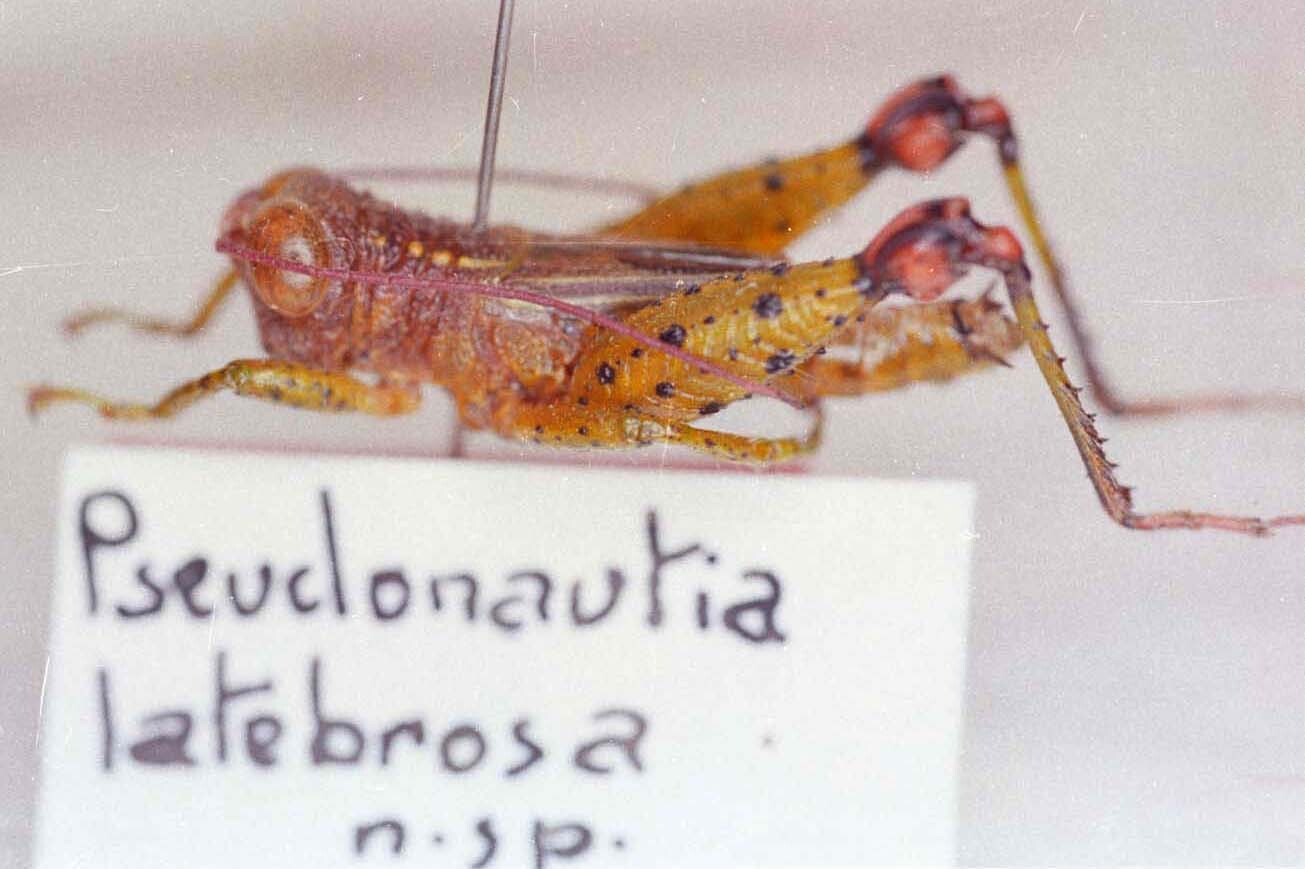 Pseudonautia latebrosa Descamps, 1983: Image Carbonell, C.S. male, lateral view (holotype). (Otu).