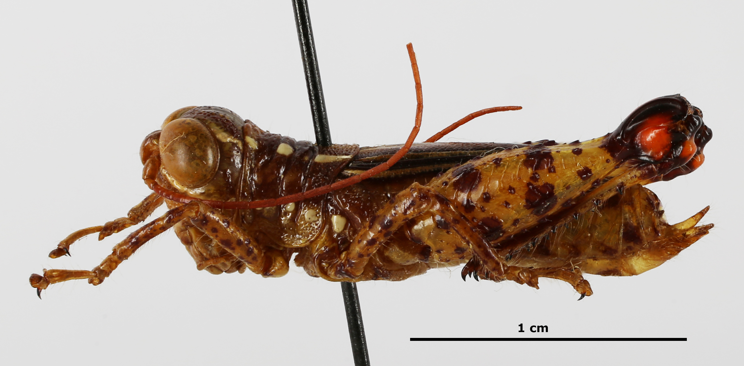 CollectionObject 1588737; e80da1d4-8cea-42d1-9e08-75879451aecb: female, lateral view. (CollectionObject).