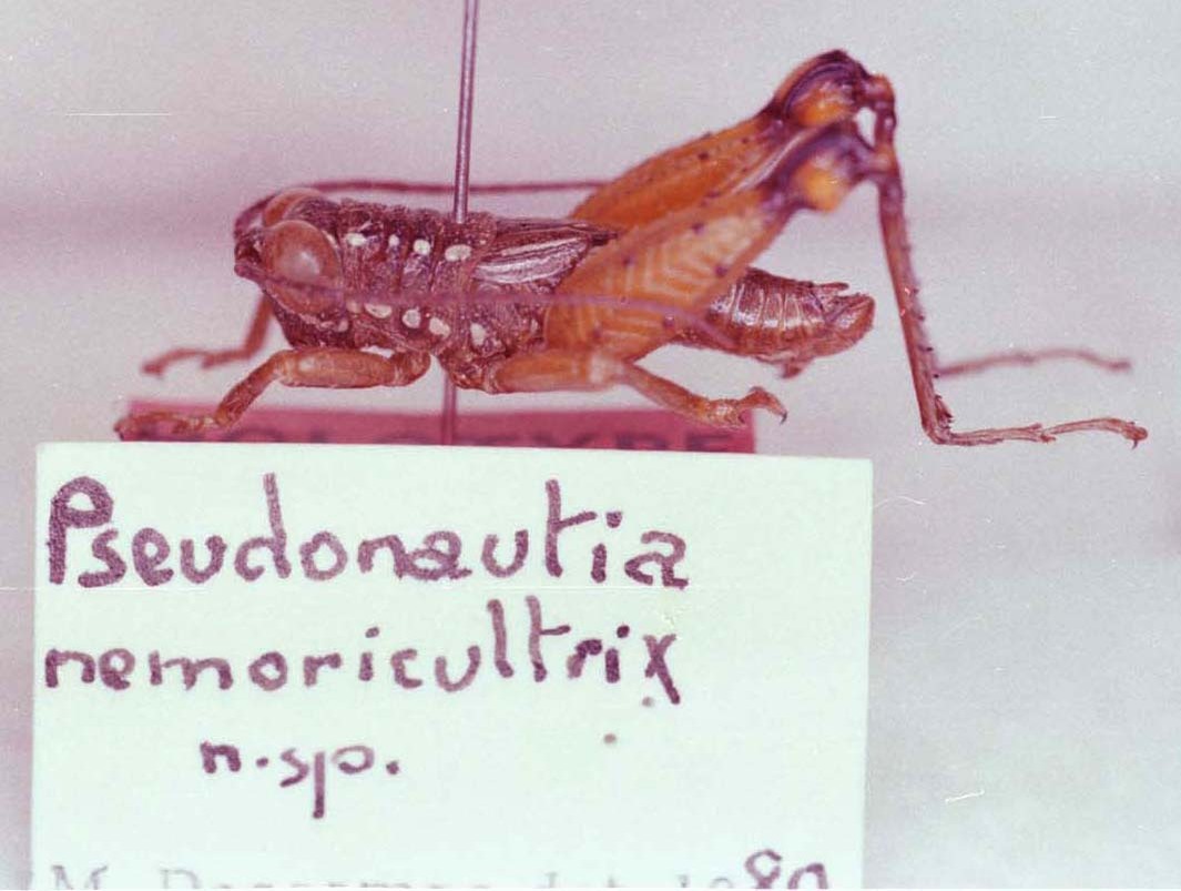 CollectionObject 1527320; 8e6935b3-a2b1-4379-ad11-bfa24b3c9631: Image Carbonell, C.S. male, lateral view (holotype). (CollectionObject).