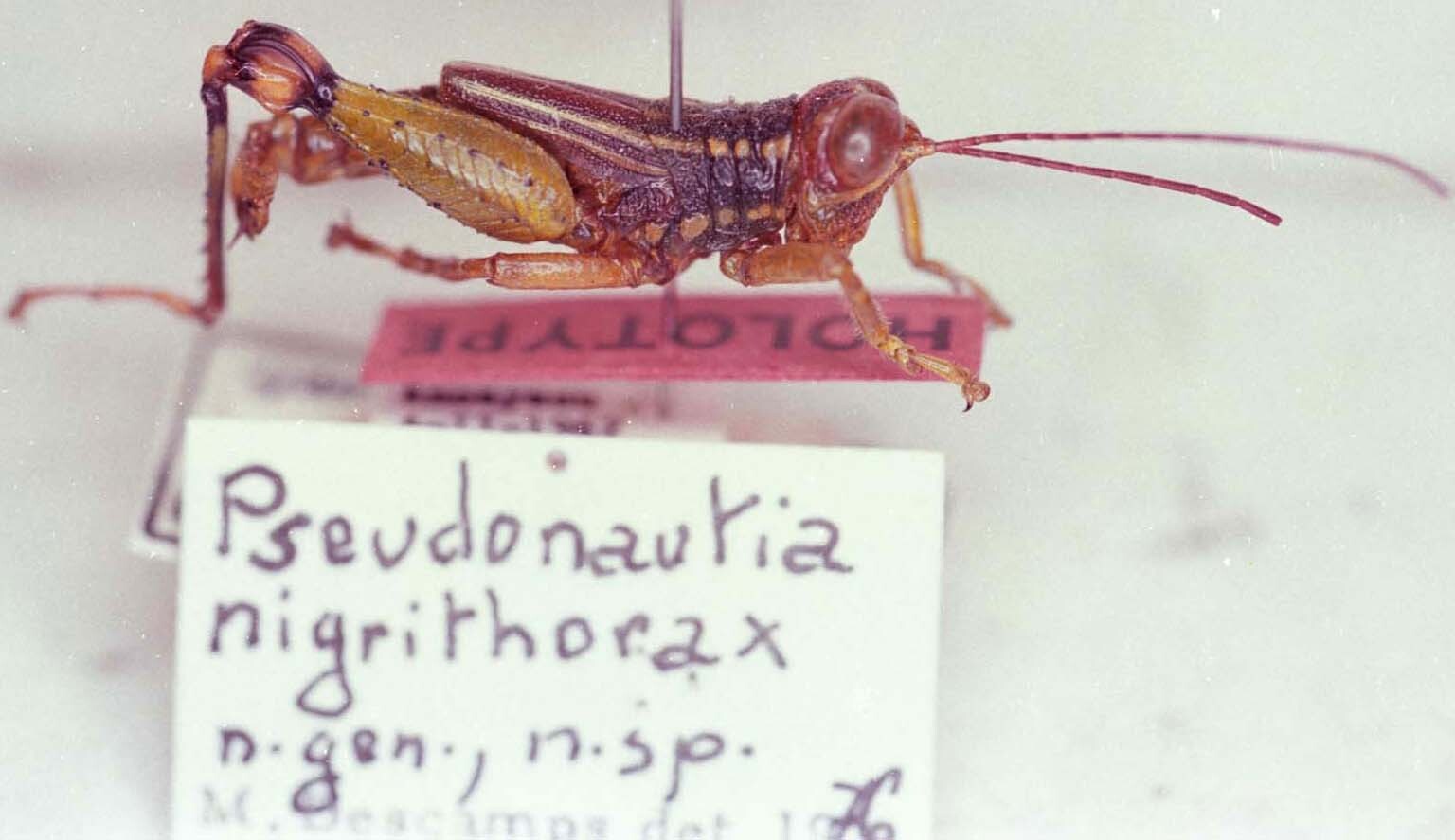 CollectionObject 1521113; d17b93af-ce73-4cc2-93a1-933346c8c7da: Image Carbonell, C.S. male, lateral view (holotype). (CollectionObject).