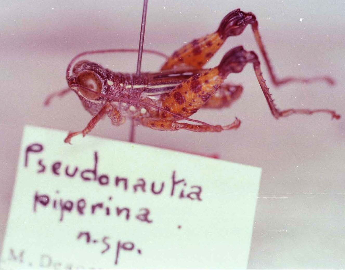 CollectionObject 1527321; f16ce0d4-e984-40d1-b2ff-2c7ec54af7c8: Image Carbonell, C.S. male, dorso-lateral view (holotype). (CollectionObject).