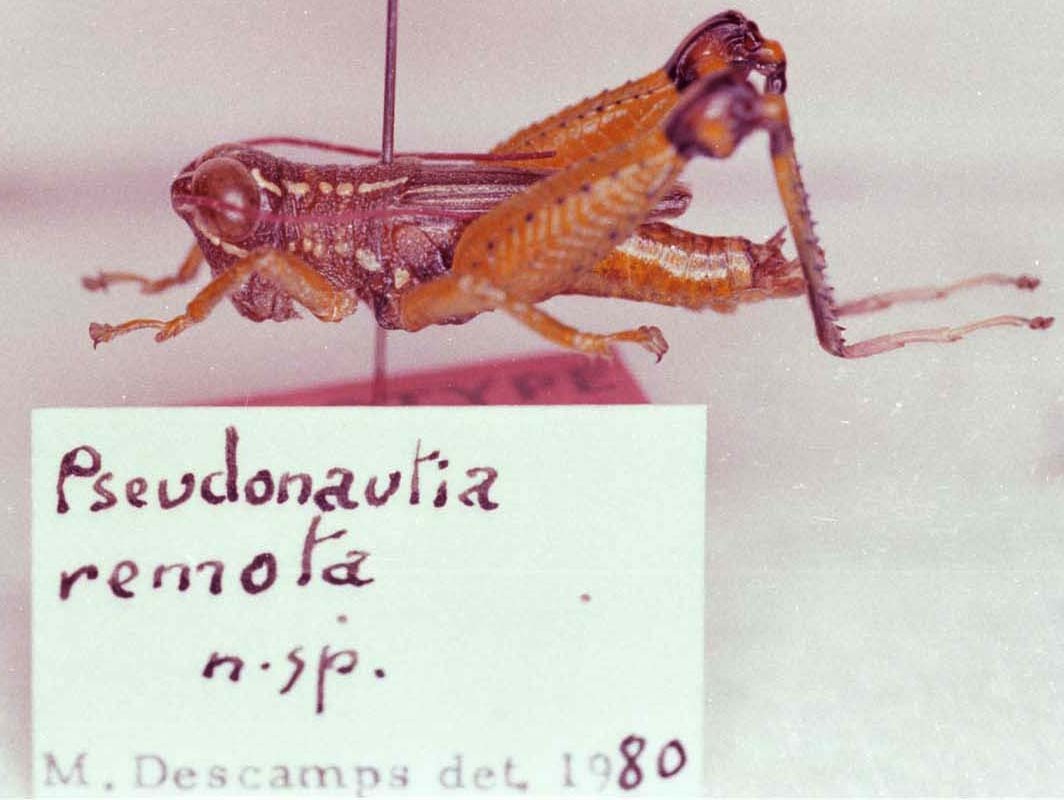 CollectionObject 1527322; 62f102cd-7dea-42a1-afc4-4e770658f7cb: Image Carbonell, C.S. male, lateral view (holotype). (CollectionObject).