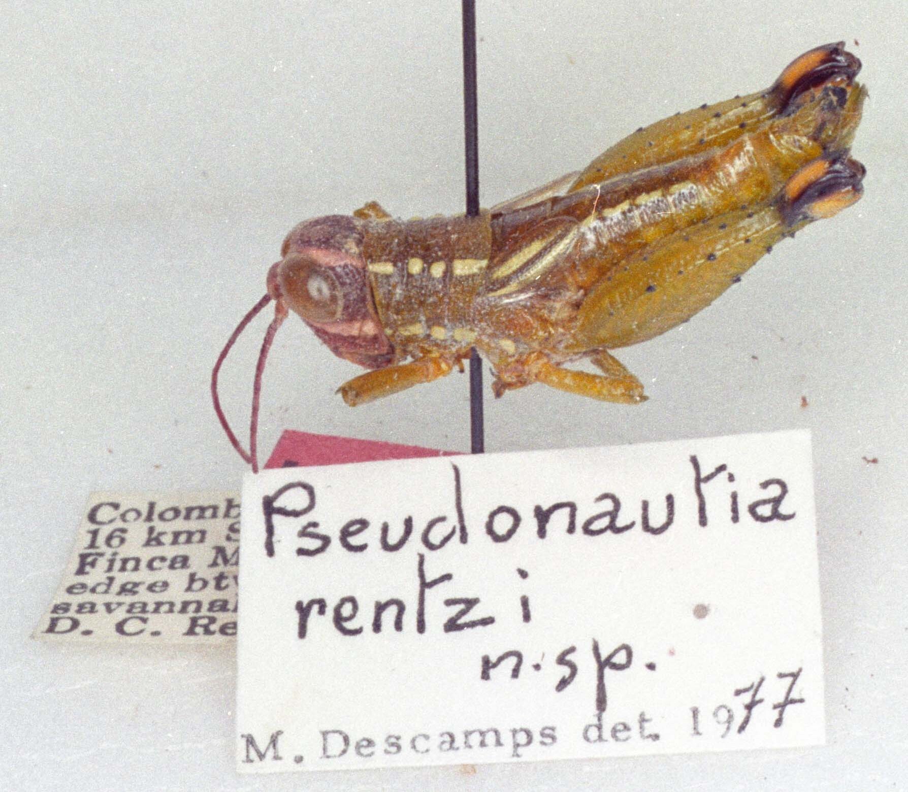 CollectionObject 1523853; 7de0dd68-b89a-4aea-a4ab-60df272a45cd: female, dorso-lateral view (holotype). (CollectionObject).