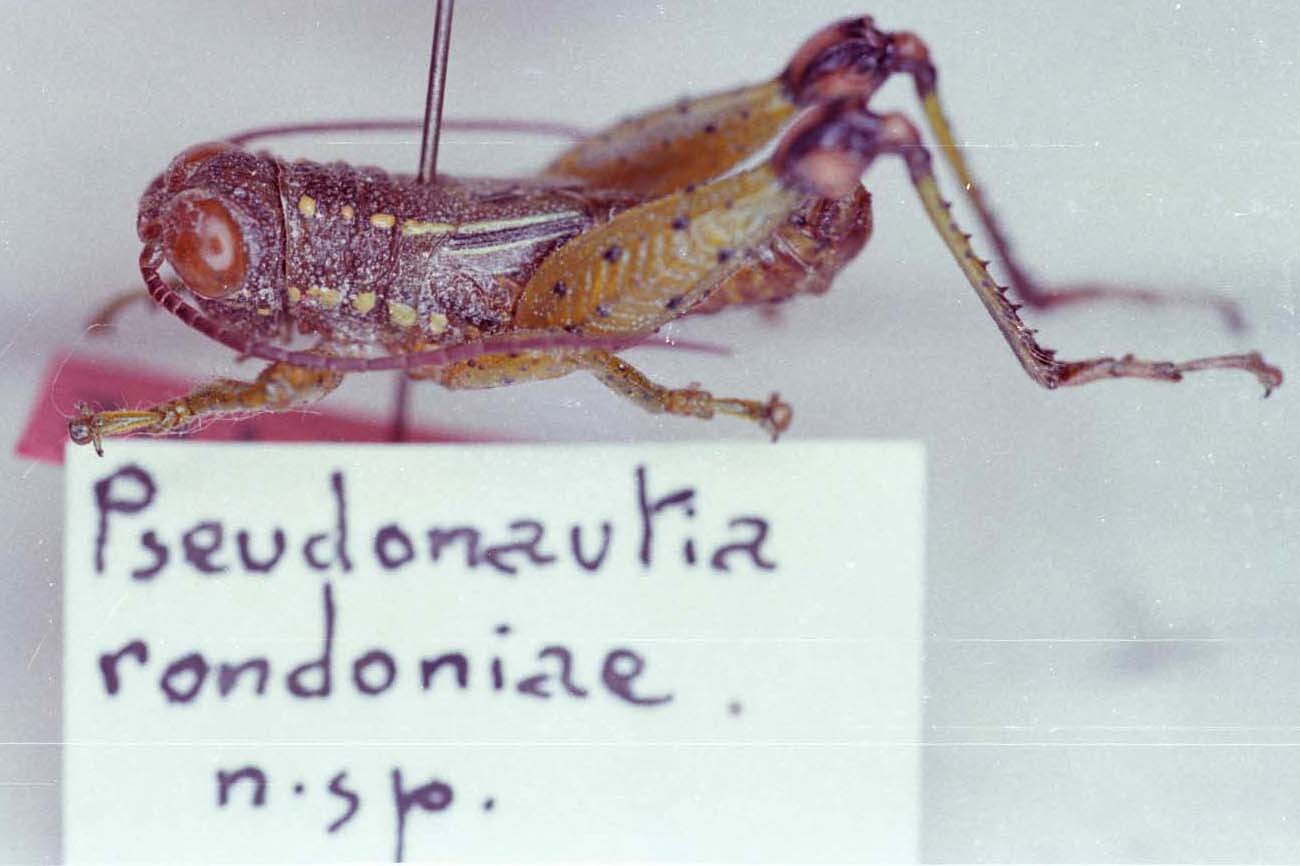 Pseudonautia rondoniae Descamps, 1983: Image Carbonell, C.S. male, lateral view (holotype). (Otu).