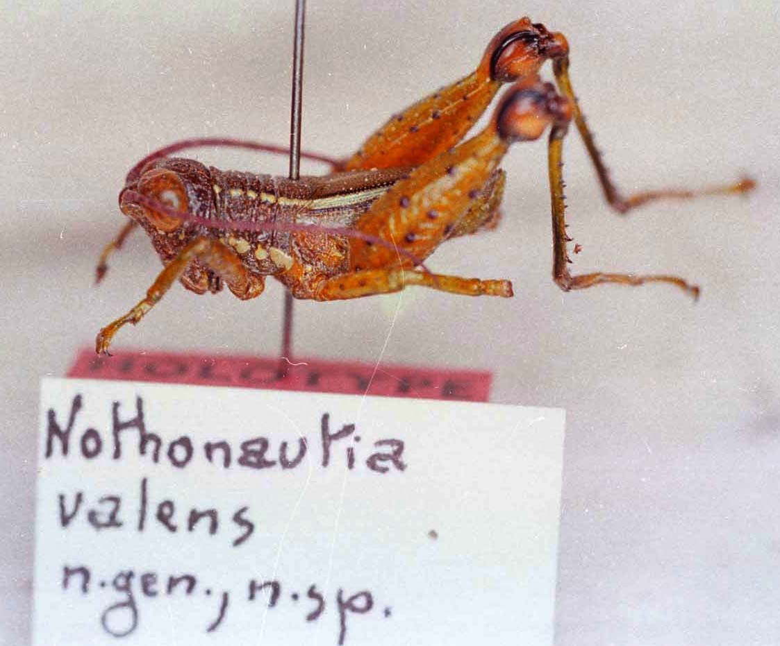 CollectionObject 1527308; beabd0e5-2877-4ec9-a275-136ba13987f6: Image Carbonell, C.S. male, lateral view (holotype). (CollectionObject).