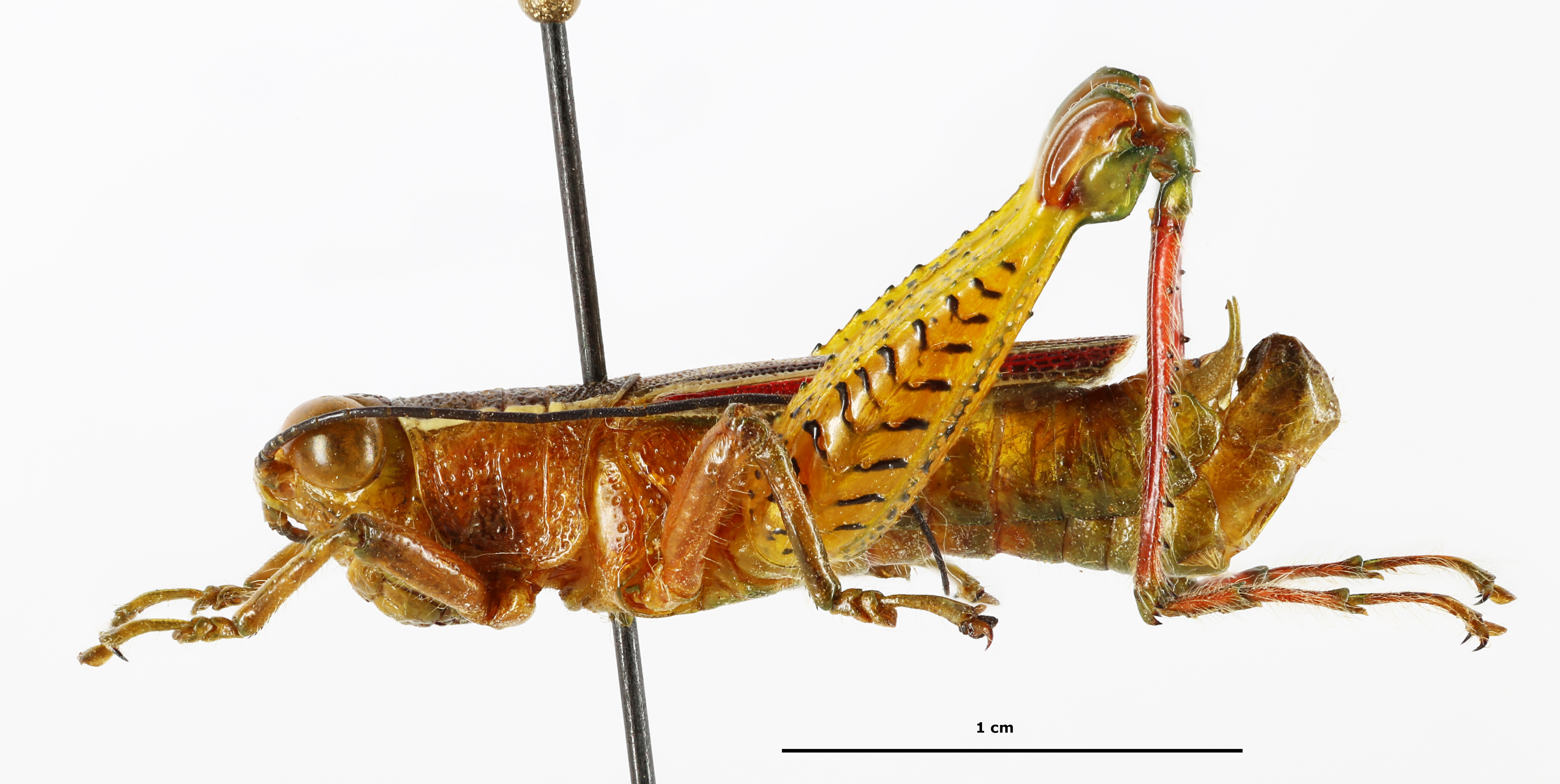 CollectionObject 1588717; 1daf9730-58c4-495b-8742-8bc1dcb1ee17: male, lateral view. (CollectionObject).