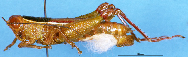 CollectionObject 1505063; f062b899-09d5-4365-886f-f1a056e8ef97: male, lateral view (syntype). (CollectionObject).