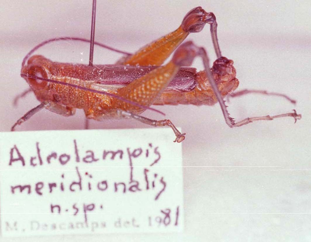 CollectionObject 1527325; 1fd5f3f0-b1ed-4da9-bb6d-5a13fe9eb38f: Image Carbonell, C.S. male, lateral view (holotype). (CollectionObject).