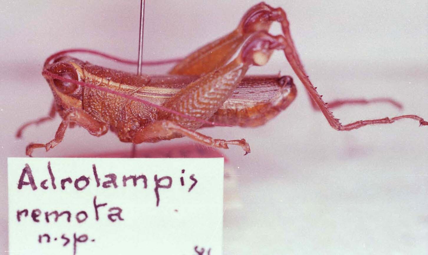 CollectionObject 1527326; 454247ec-ce4e-4a12-bd01-ced0d23031bc: Image Carbonell, C.S. male, lateral view (holotype). (CollectionObject).